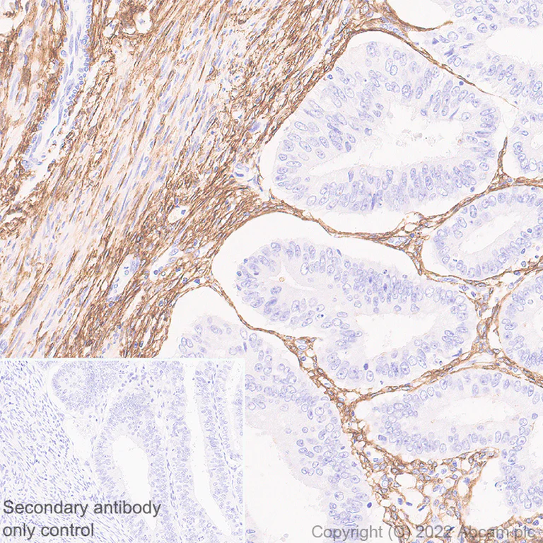Immunohistochemistry (Formalin/PFA-fixed paraffin-embedded sections) - Anti-TMEM119 antibody [EPR25865-89] - BSA and Azide free (AB306584)