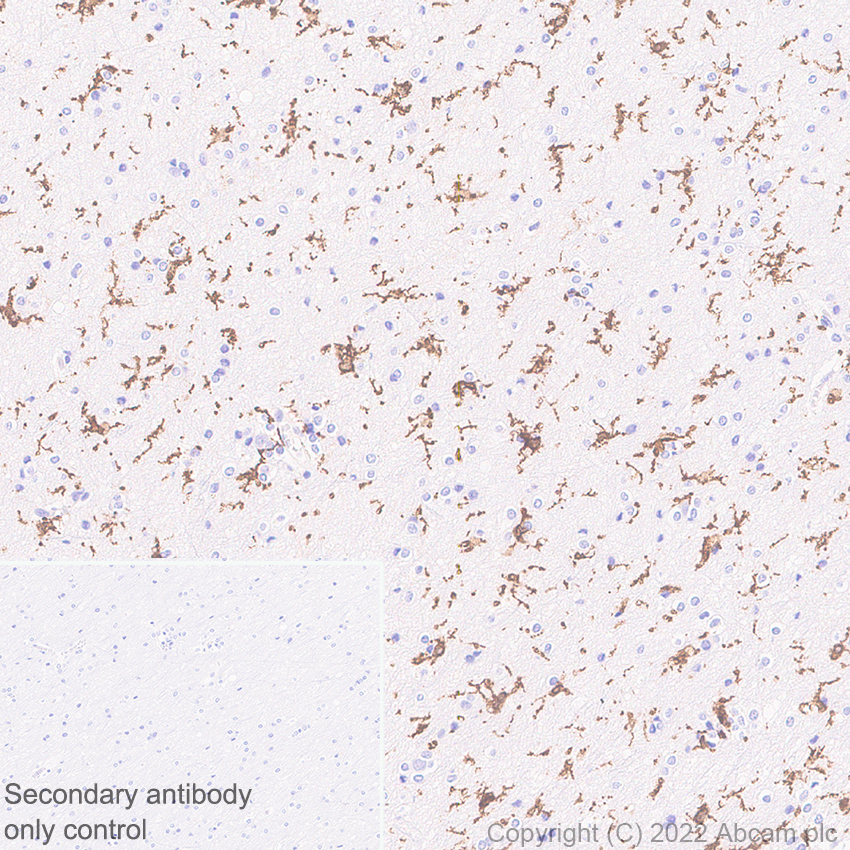 Immunohistochemistry (Formalin/PFA-fixed paraffin-embedded sections) - Anti-TMEM119 antibody [EPR25865-89] - Microglial marker (AB306583), expandable thumbnail