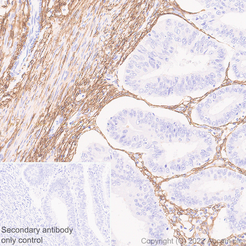 Immunohistochemistry (Formalin/PFA-fixed paraffin-embedded sections) - Anti-TMEM119 antibody [EPR25865-89] - Microglial marker (AB306583), expandable thumbnail