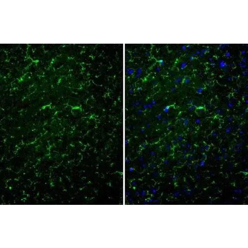 Immunohistochemistry (Formalin/PFA-fixed paraffin-embedded sections) - Anti-TMEM119 antibody [HL2415] (AB317220)