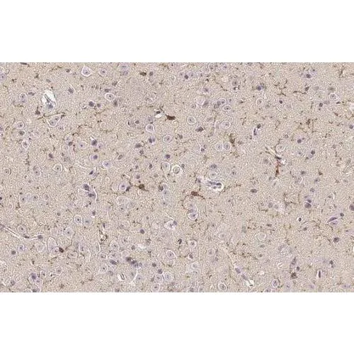 Immunohistochemistry (Formalin/PFA-fixed paraffin-embedded sections) - Anti-TMEM119 antibody [HL2415] (AB317220)