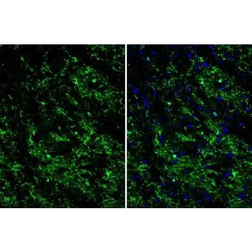 Immunohistochemistry (Formalin/PFA-fixed paraffin-embedded sections) - Anti-TMEM119 antibody [HL2415] (AB317220)