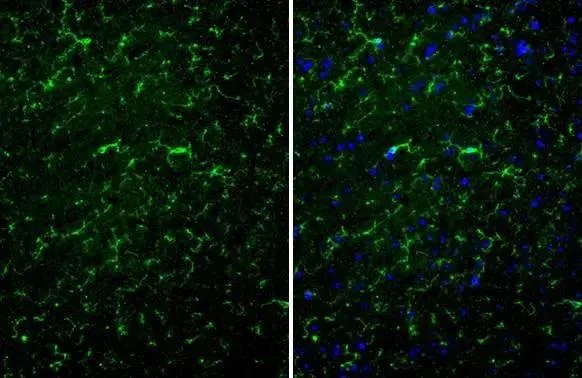 Immunohistochemistry (Formalin/PFA-fixed paraffin-embedded sections) - Anti-TMEM119 antibody [HL2415] (AB317220)