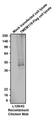 Western blot - Anti-Tmem119 antibody [L128/43] - Chicken IgY (Chimeric) (AB325668)