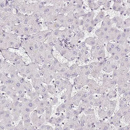 Immunohistochemistry (Formalin/PFA-fixed paraffin-embedded sections) - Anti-TMEM119 antibody - Microglial marker (AB185337)