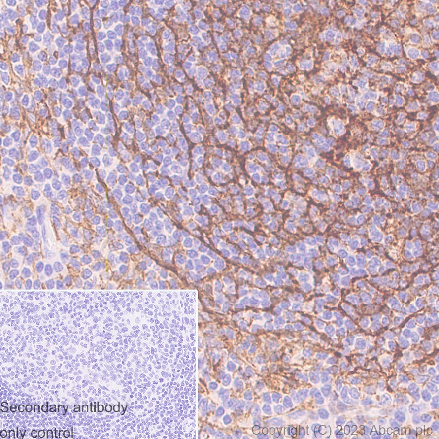 Immunohistochemistry (Formalin/PFA-fixed paraffin-embedded sections) - Anti-TMEM119 antibody [RM1075] - BSA and Azide free (ab314915), expandable thumbnail