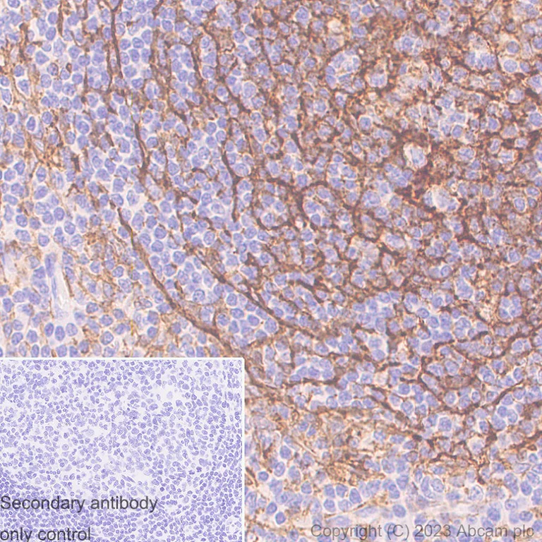 Immunohistochemistry (Formalin/PFA-fixed paraffin-embedded sections) - Anti-TMEM119 antibody [RM1075] - BSA and Azide free (AB314915)
