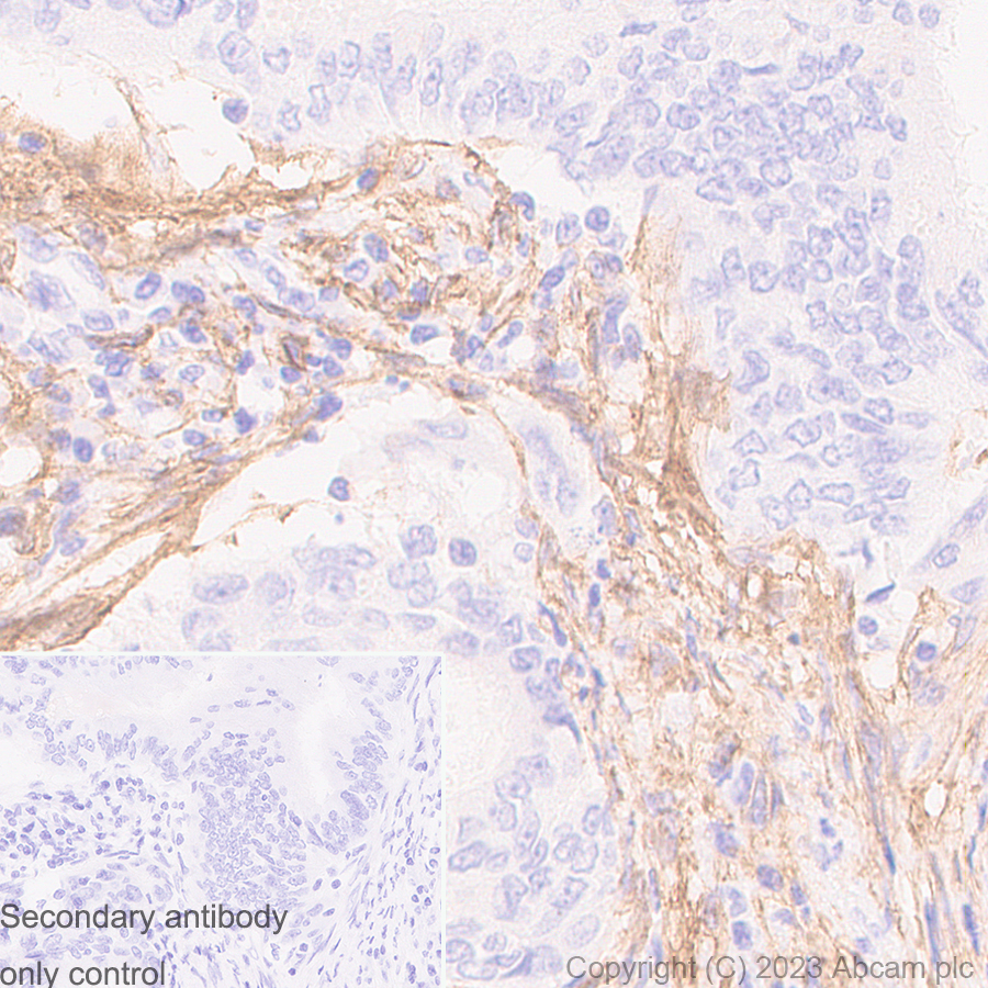 Immunohistochemistry (Formalin/PFA-fixed paraffin-embedded sections) - Anti-TMEM119 antibody [RM1075] - BSA and Azide free (AB314915), expandable thumbnail