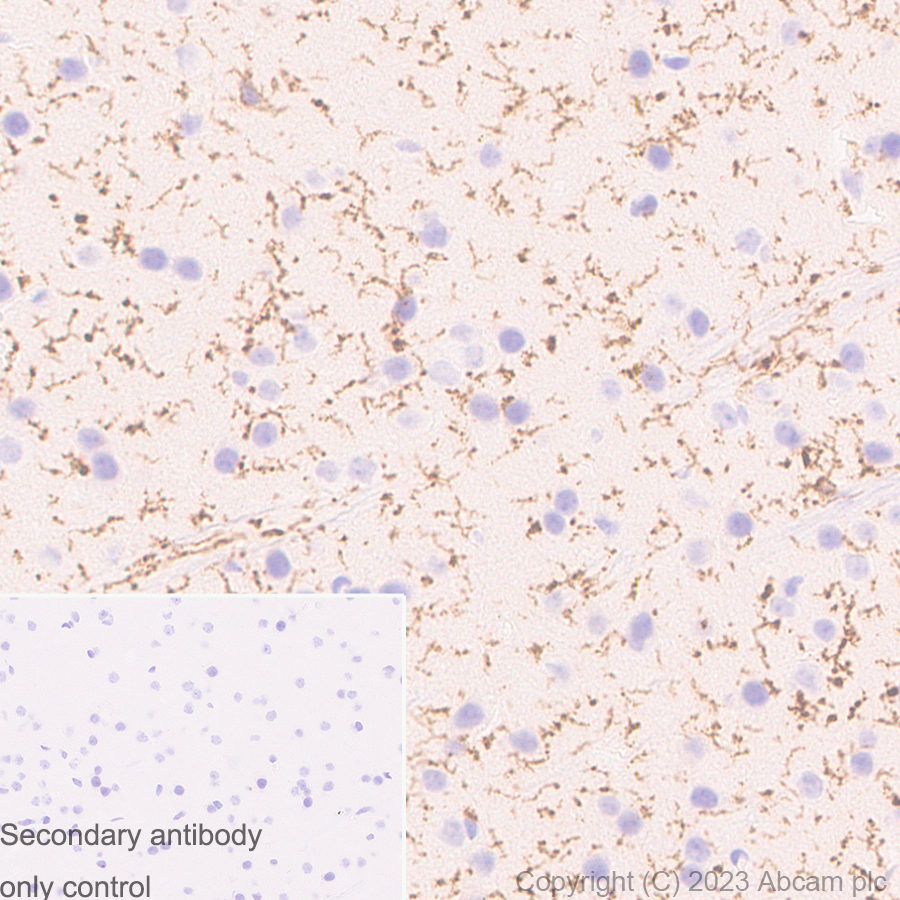 Immunohistochemistry (Formalin/PFA-fixed paraffin-embedded sections) - Anti-TMEM119 antibody [RM1075] - BSA and Azide free (AB314915), expandable thumbnail
