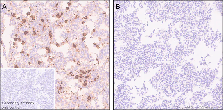 Immunohistochemistry (Formalin/PFA-fixed paraffin-embedded sections) - Anti-TMEM119 antibody [RM1075] - BSA and Azide free (AB314915)