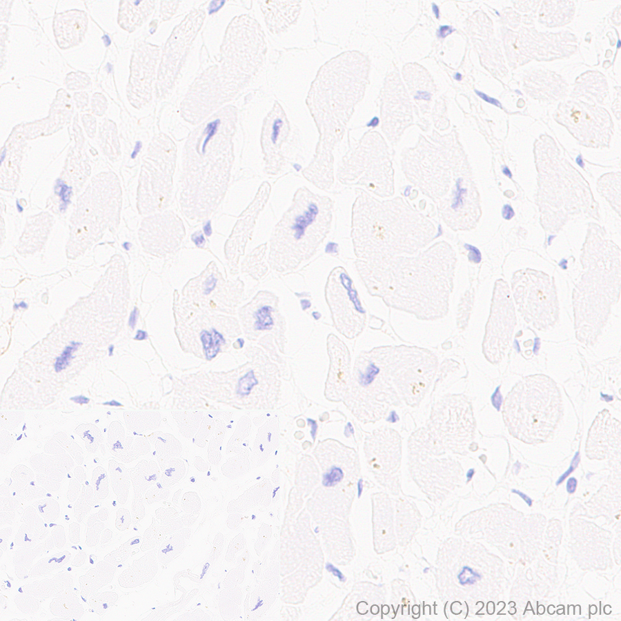 Immunohistochemistry (Formalin/PFA-fixed paraffin-embedded sections) - Anti-TMEM119 antibody [RM1075] - BSA and Azide free (AB314915), expandable thumbnail
