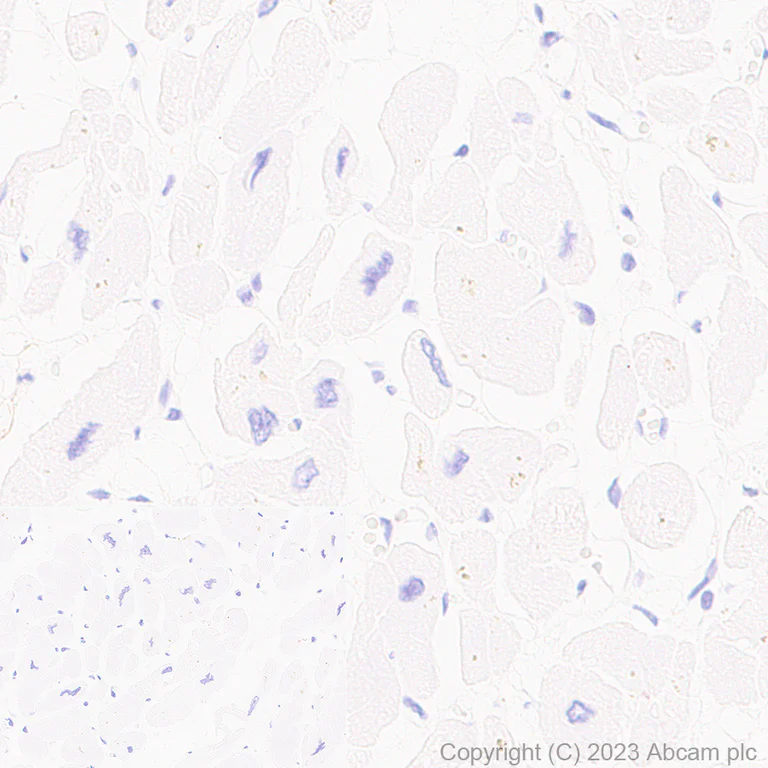 Immunohistochemistry (Formalin/PFA-fixed paraffin-embedded sections) - Anti-TMEM119 antibody [RM1075] - BSA and Azide free (AB314915)