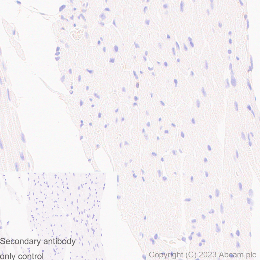 Immunohistochemistry (Formalin/PFA-fixed paraffin-embedded sections) - Anti-TMEM119 antibody [RM1075] - BSA and Azide free (AB314915), expandable thumbnail