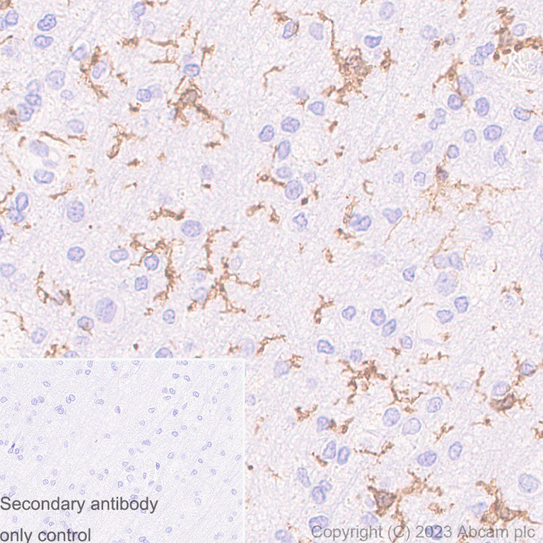 Immunohistochemistry (Formalin/PFA-fixed paraffin-embedded sections) - Anti-TMEM119 antibody [RM1075] - Microglial marker (AB314914)