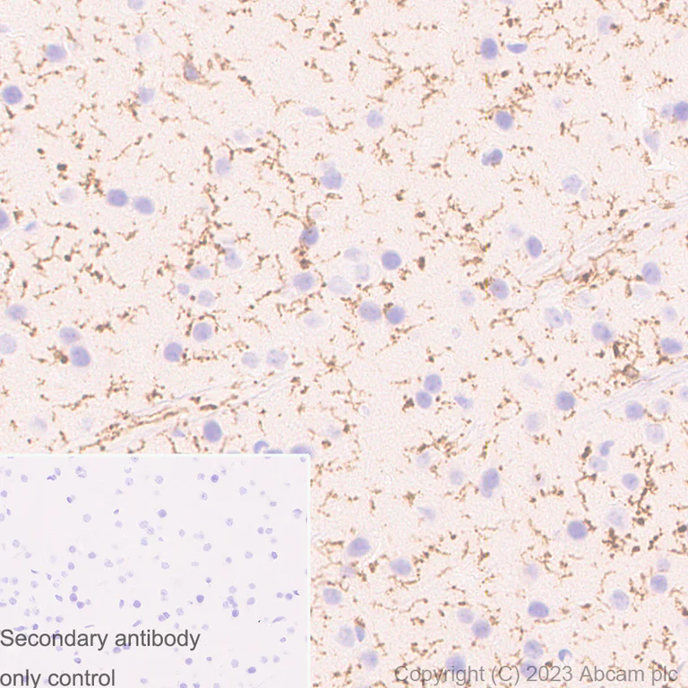 Immunohistochemistry (Formalin/PFA-fixed paraffin-embedded sections) - Anti-TMEM119 antibody [RM1075] - Microglial marker (AB314914)