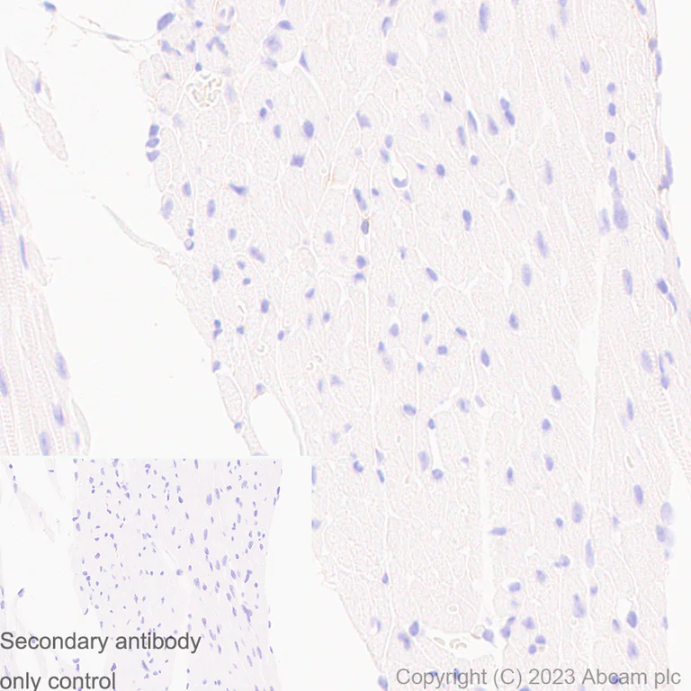 Immunohistochemistry (Formalin/PFA-fixed paraffin-embedded sections) - Anti-TMEM119 antibody [RM1075] - Microglial marker (AB314914)