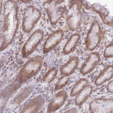 Immunohistochemistry (Formalin/PFA-fixed paraffin-embedded sections) - Anti-TMEM121 antibody (AB151077)