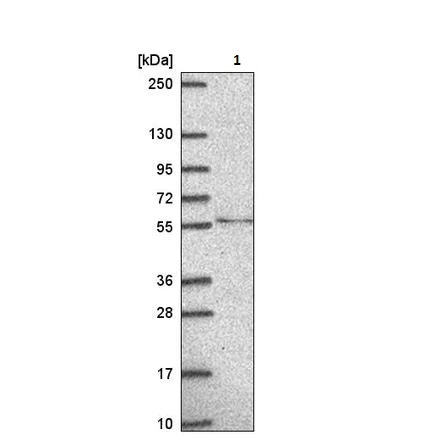Western blot - Anti-TMEM135 antibody (AB222237)