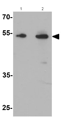 Western blot - Anti-TMEM135 antibody - C-terminal (AB167096)