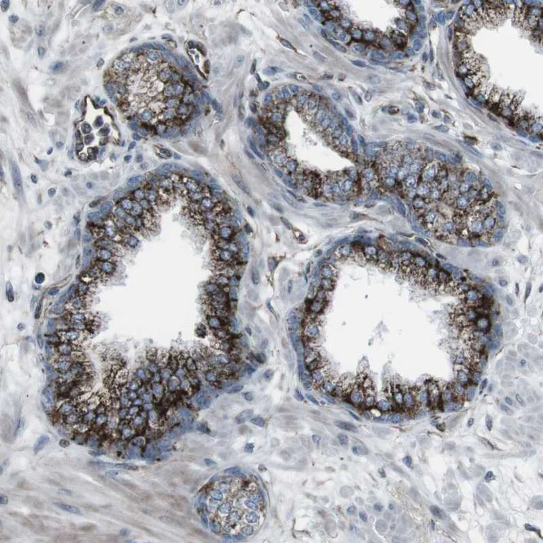 Immunohistochemistry (Formalin/PFA-fixed paraffin-embedded sections) - Anti-TMEM141 antibody (AB272567)