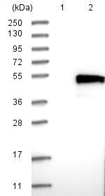 Western blot - Anti-TMEM143 antibody (AB121431)