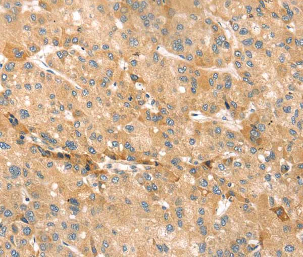 Immunohistochemistry (Formalin/PFA-fixed paraffin-embedded sections) - Anti-TMEM166 antibody (AB216043)