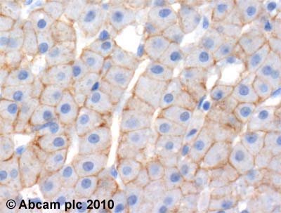 Immunohistochemistry (Formalin/PFA-fixed paraffin-embedded sections) - Anti-TMEM16A antibody (AB53212), expandable thumbnail