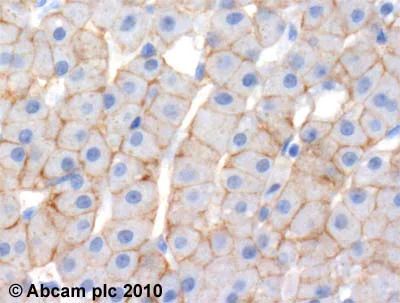 Immunohistochemistry (Formalin/PFA-fixed paraffin-embedded sections) - Anti-TMEM16A antibody (AB53212)