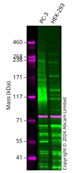 Western blot - Anti-TMEM16A antibody (AB53212)