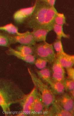 Immunocytochemistry/ Immunofluorescence - Anti-TMEM16A antibody (AB72984)