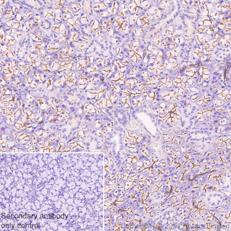 Immunohistochemistry (Formalin/PFA-fixed paraffin-embedded sections) - Anti-TMEM16A antibody [EPR29617-2] (AB323181)