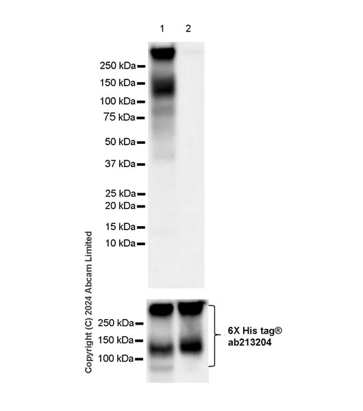 Western blot - Anti-TMEM16A antibody [EPR29617-2] (AB323181)