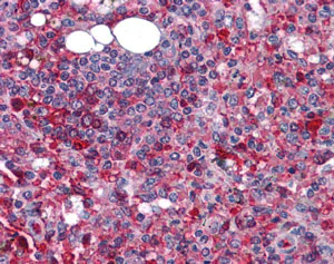Immunohistochemistry (Formalin/PFA-fixed paraffin-embedded sections) - Anti-TMEM16B antibody (AB113443)