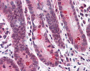 Immunohistochemistry (Formalin/PFA-fixed paraffin-embedded sections) - Anti-TMEM16B antibody (AB113443)