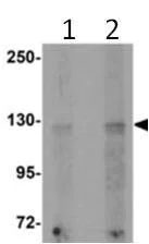 Western blot - Anti-TMEM16B antibody (AB113443)