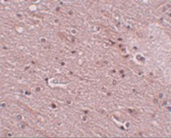 Immunohistochemistry (Formalin/PFA-fixed paraffin-embedded sections) - Anti-TMEM16B antibody (AB91573)