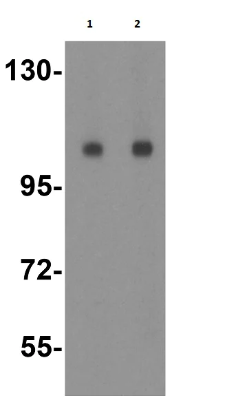Western blot - Anti-TMEM16B antibody (AB91573)