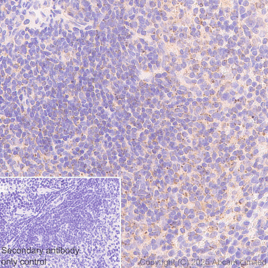 Immunohistochemistry (Formalin/PFA-fixed paraffin-embedded sections) - Anti-TMEM175 antibody [EPR29579-563] (ab323710), expandable thumbnail
