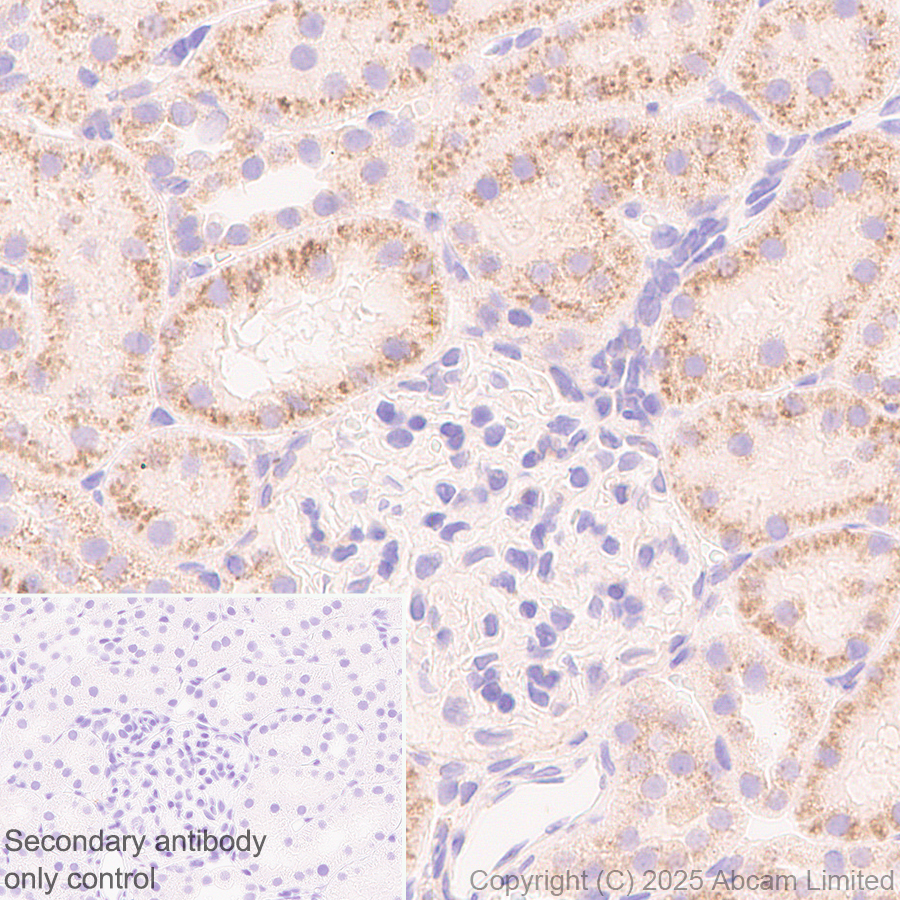 Immunohistochemistry (Formalin/PFA-fixed paraffin-embedded sections) - Anti-TMEM175 antibody [EPR29579-563] (ab323710), expandable thumbnail