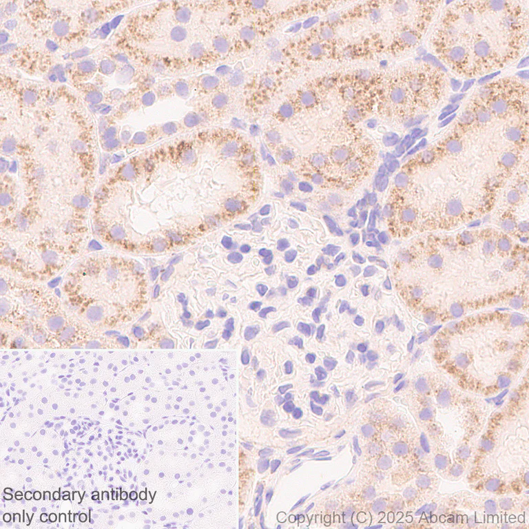 Immunohistochemistry (Formalin/PFA-fixed paraffin-embedded sections) - Anti-TMEM175 antibody [EPR29579-563] (AB323710)