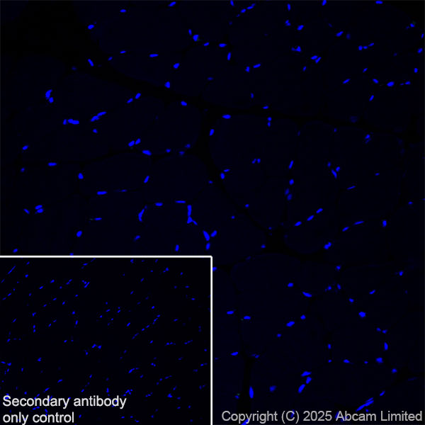 Immunohistochemistry (Frozen sections) - Anti-TMEM175 antibody [EPR29579-563] (AB323710), expandable thumbnail