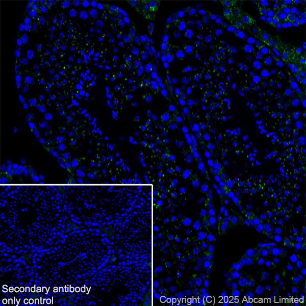 Immunohistochemistry (Frozen sections) - Anti-TMEM175 antibody [EPR29579-563] (AB323710), expandable thumbnail