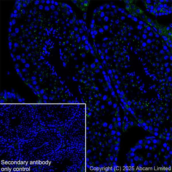 Immunohistochemistry (Frozen sections) - Anti-TMEM175 antibody [EPR29579-563] (AB323710)