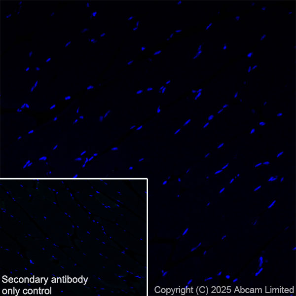 Immunohistochemistry (Frozen sections) - Anti-TMEM175 antibody [EPR29579-563] (AB323710), expandable thumbnail