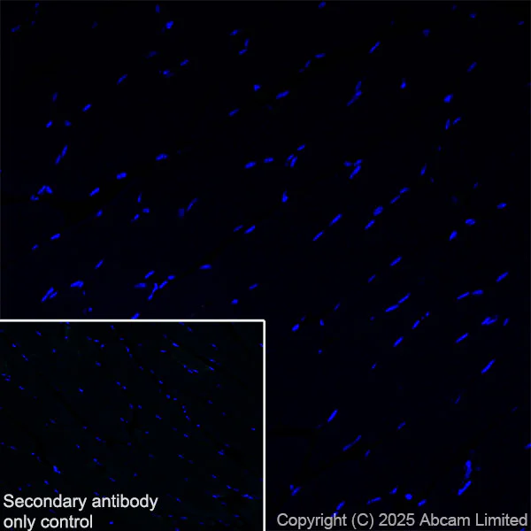 Immunohistochemistry (Frozen sections) - Anti-TMEM175 antibody [EPR29579-563] (AB323710)