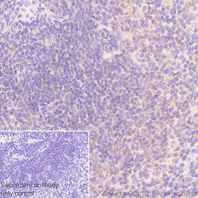 Immunohistochemistry (Formalin/PFA-fixed paraffin-embedded sections) - Anti-TMEM175 antibody [EPR29579-563] - BSA and Azide free (AB325957)