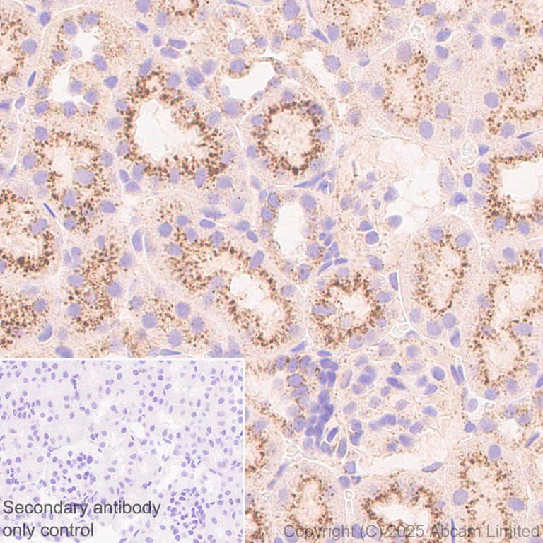 Immunohistochemistry (Formalin/PFA-fixed paraffin-embedded sections) - Anti-TMEM175 antibody [EPR29579-563] - BSA and Azide free (AB325957)
