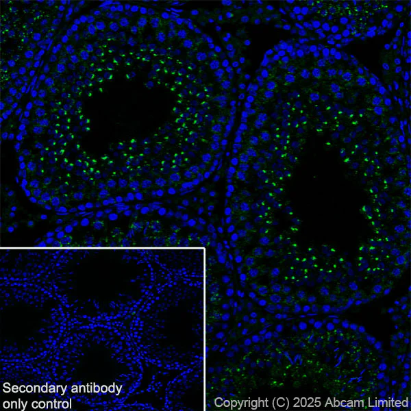 Immunohistochemistry (Frozen sections) - Anti-TMEM175 antibody [EPR29579-563] - BSA and Azide free (AB325957)