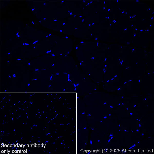 Immunohistochemistry (Frozen sections) - Anti-TMEM175 antibody [EPR29579-563] - BSA and Azide free (AB325957)