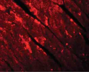 Immunocytochemistry/ Immunofluorescence - Anti-TMEM184C antibody (AB106719)
